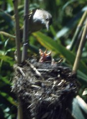 Feeding warblers.