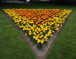 marigolds
