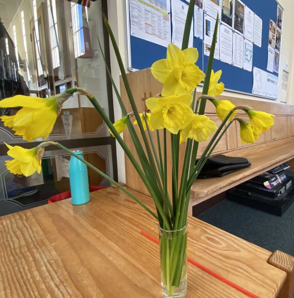 daffodils