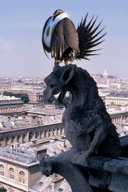 Gargoyle grouse