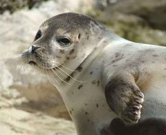 Common seal